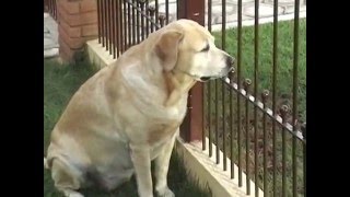 My Labrador Camila and Her Kitten Tobias Reunited