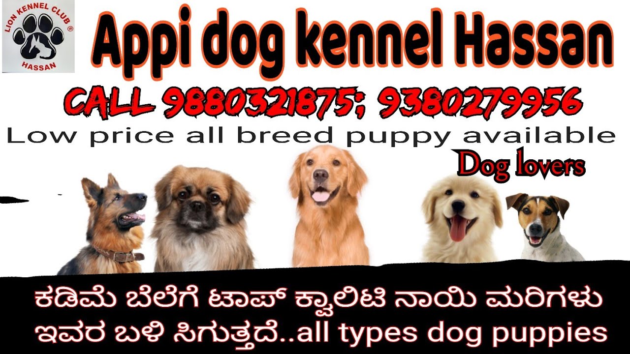Appi kennel Pramod low price all breed puppy available in HASSANA 