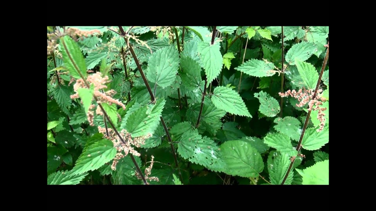 Urtica dioica