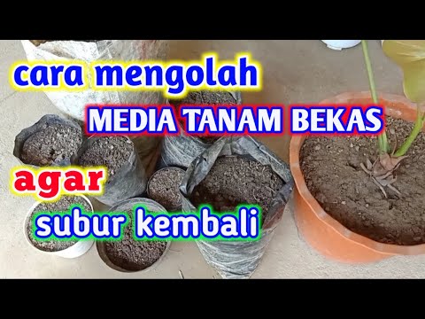 Video: Melonggarkan Tanah: Apa Yang Perlu Anda Ketahui?