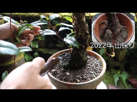 2022年に山採りをした美男カズラの経過報告 ♯446 - YouTube