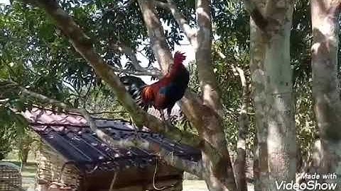 qaib dib noob qaib qus nyiam tus twg nug taus nawb19/9/2019