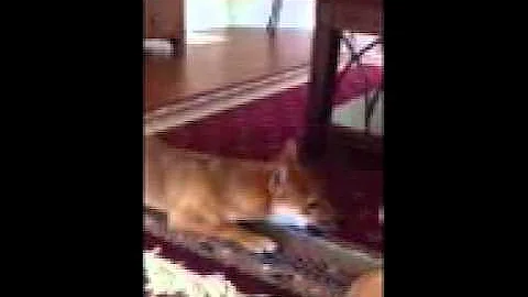 Shiba inu Nikko is so smart