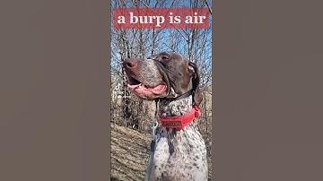 is a burp air or gas....🤔🐶#shorts #ytshorts #dog #gsp #viral