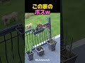 犬も逆らえない猫ｗ