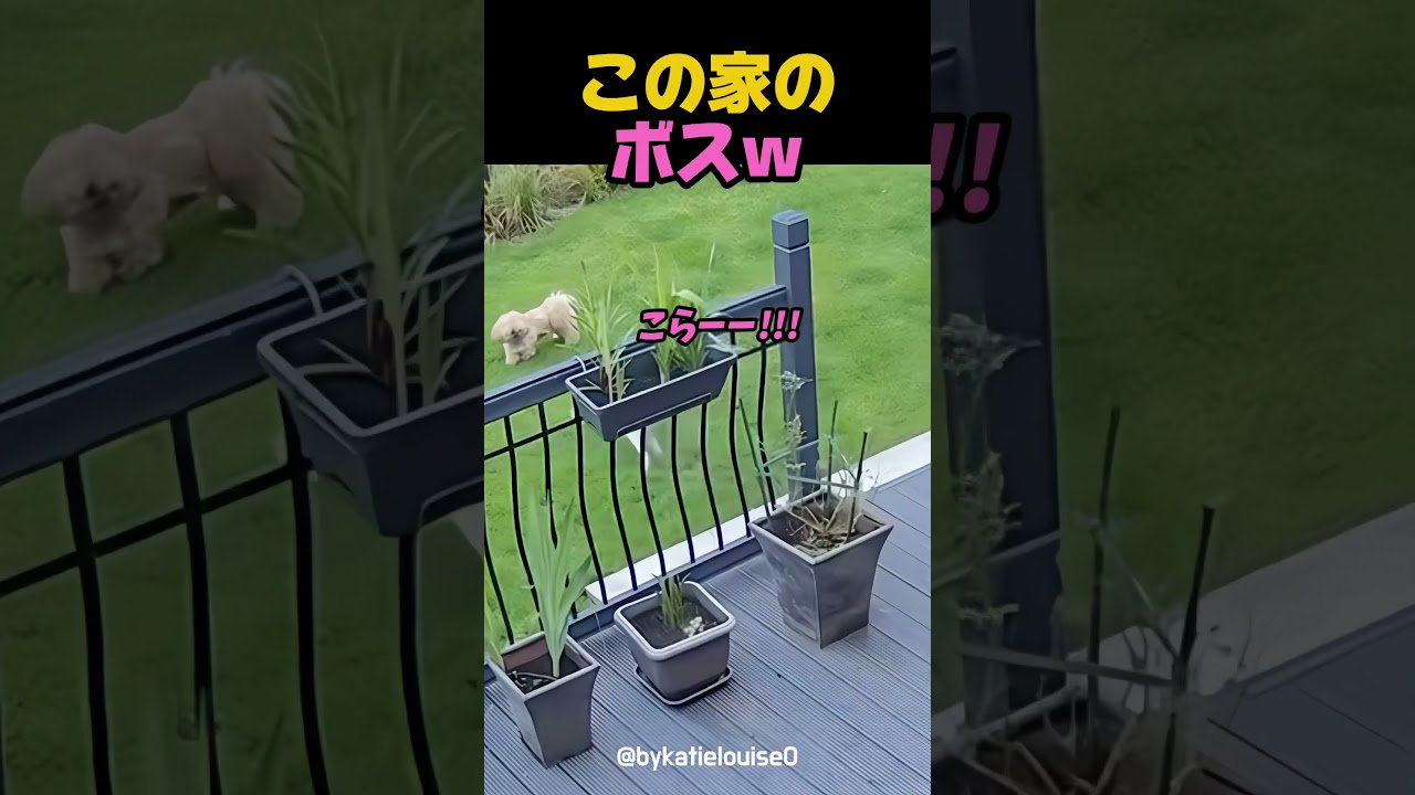 犬も逆らえない猫ｗ