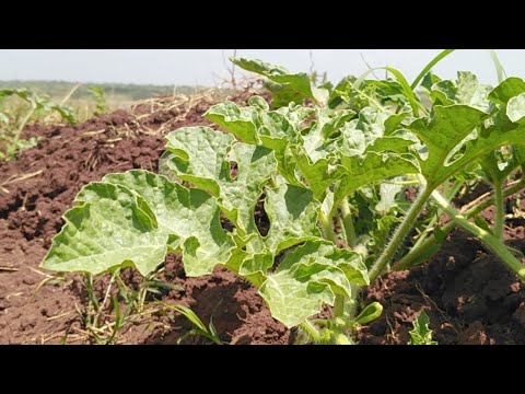 Video: Kontrol af vandmelonnematoder: Sådan håndterer du vandmeloner med nematoder