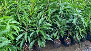 Cây giống LeKiMa Thái có hàng lại CÂY GIỐNG HOÀNG CAI LẬY 