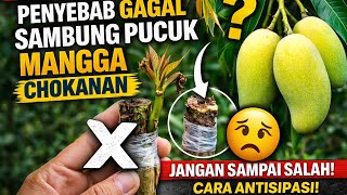 'Continuously Failing? This is the Right Way to Graft Chokanan Mangoes! 100% Success'