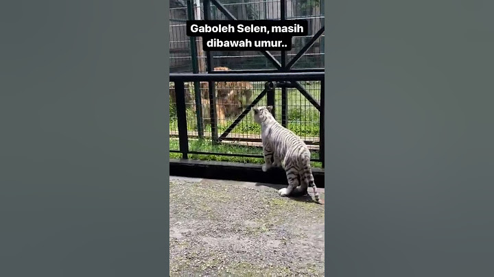 selen lagi liatin ehsan jinora kawin 🤣 #shorts #alshadahmad