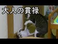 先住猫(アラシ)が本気になりました