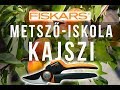 Hogyan kell metszeni a sárgabarackfát? - Fiskars metszőiskola