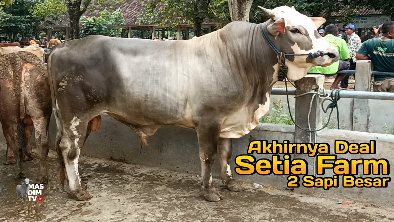 Setelah Sekian Lama Akhirnya Setia Farm Deal 2 Ekor Sapi Besar Di Pasar ...