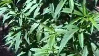 Get High By Charles Baudelaire A Very Short Film