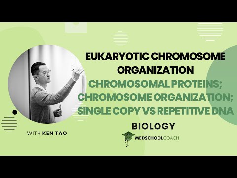 Chromosomal Proteins, Chromosome Organization and Single Copy vs. Repetitive DNA