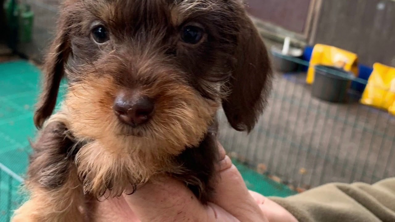 Teckelparadies von Sunderhaar FCI