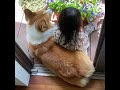 コーギー と女の子が静かにお花見しているだけの動画