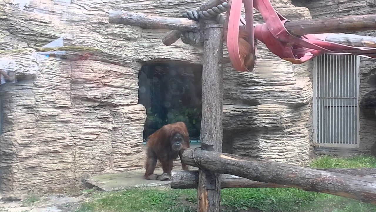 Zoo Moscow Russia. Московский зоопарк YouTube