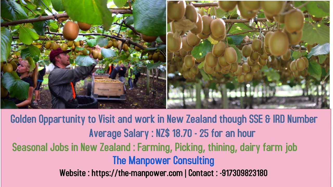 Kiwi Picking Job in New Zealand/ Seasonal Job In New Zealand - YouTube