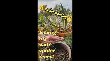 Facing my Wolf Spider Fears!