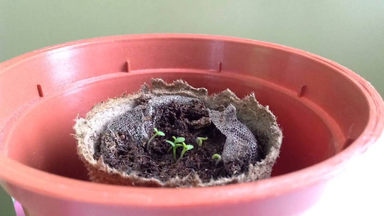 Sprouting Daisies - YouTube