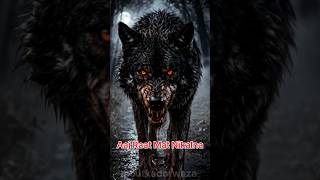 Wolf sound|Wolves sound#wolf