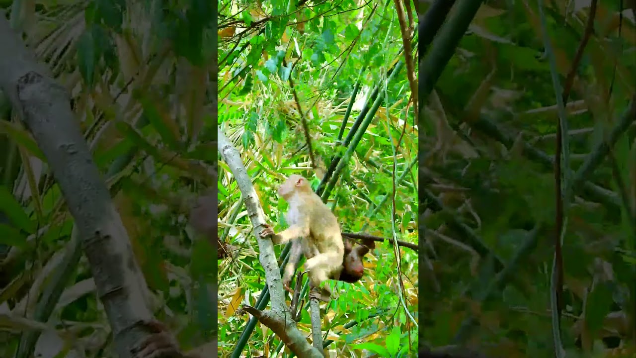 Best video of baby monkey action, Great life of monkeys. 