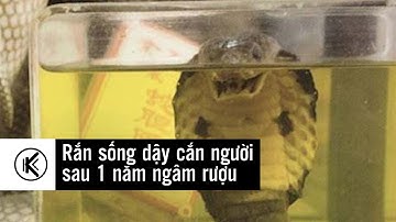 Rắn độc ngâm rượu một năm vẫn sống dậy cắn người