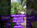 Quick tips to plants sweet potato vines to grow healthy and organic#gardeningtips#sweetpotatoleaves