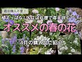 【植えっぱなし&こぼれ種で毎年咲く】オススメの宿根草と1年草/春のガーデニング/宿根草の庭/植えっぱなしの庭/ローメンテナンスの庭