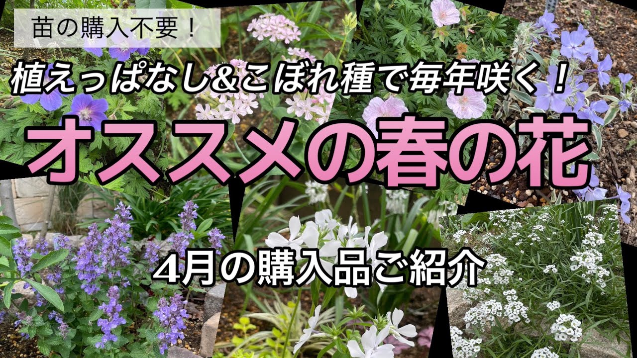 【植えっぱなし&こぼれ種で毎年咲く】オススメの宿根草と1年草/春のガーデニング/宿根草の庭/植えっぱなしの庭/ローメンテナンスの庭