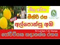 How To Grow TJC Mango | මිහිරි රස අල්පොන්සු අඹ පෝච්චියක හදාගන්න රහස මෙන්න| Ceylon Agri | Episode 13