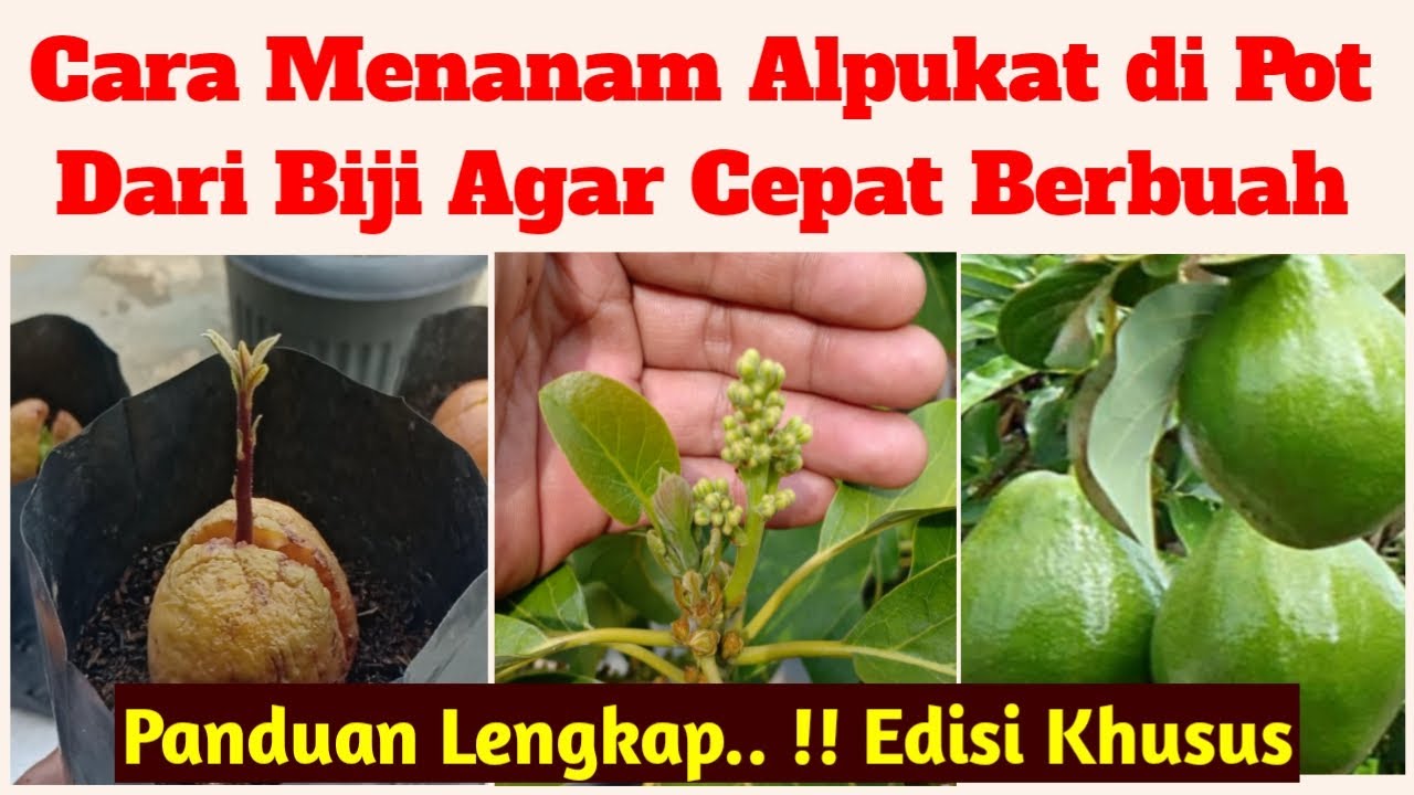 Panduan Lengkap !! Cara Menanam Alpukat di Pot dari Biji Sampai Cara Perawatan dan Membuahkan