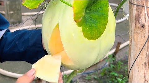 Bạn Không Bao Giờ Được Ăn Dưa Lưới Kiểu Này