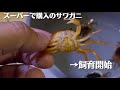 スーパーで買ったサワガニ、飼ってみたら…
