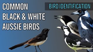 How to Identify: Common Black & White Aussie Birds