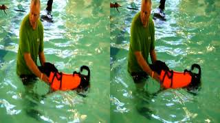 3D Video - Dogs Swimming At The Pool Ymca