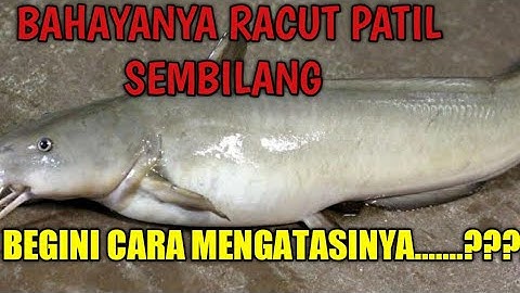 BAHAYA NYA PATIL SEMBILAN DAN Cara mengatasi tersengat PATIL SEMBILANG