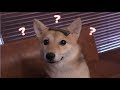 頭におやつを乗せられフリーズする柴犬
