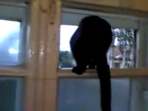 Cat gets caught barking by a human and resumes meowing