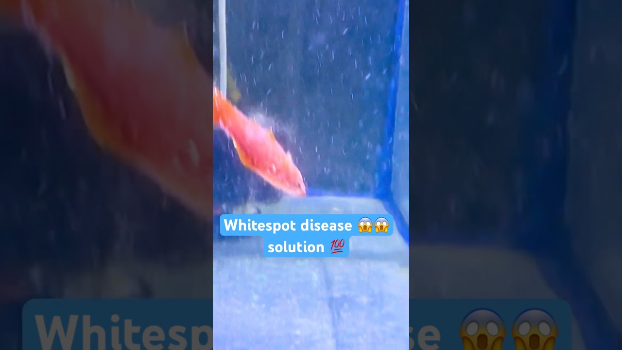Whitespot disease problem 😱 