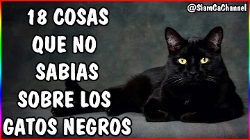 ¿Por qué son especiales los gatos negros?