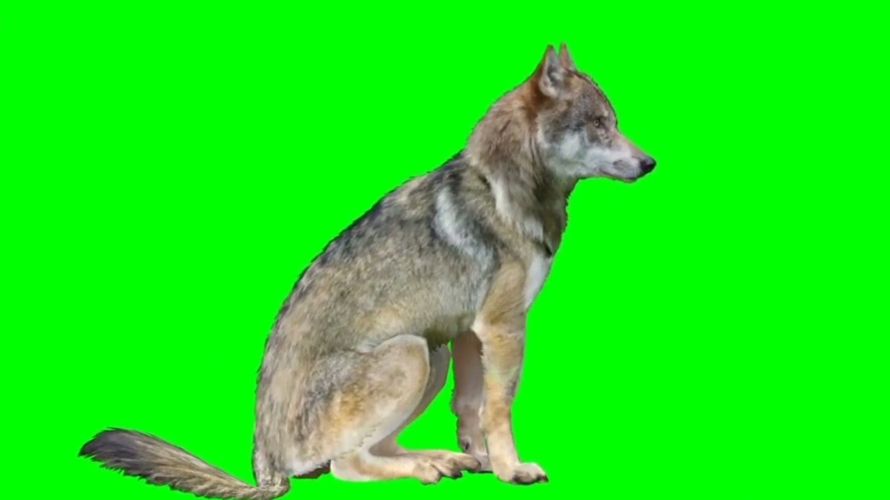 green screen wolf 