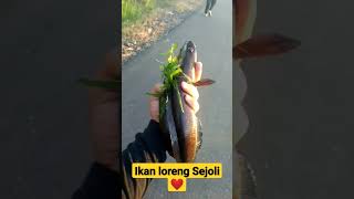 Ikan Loreng Sejoli Bersma Haruan Manis #viralshort #ikan #haruan #sejoli #manis #loreng #meme #kodok