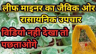 लीफ माइनर |How to control leaf miner|| leaf Miner attack and control |leafminer life cycle|Leafminar