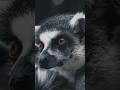 Mystery About aye aye #universe