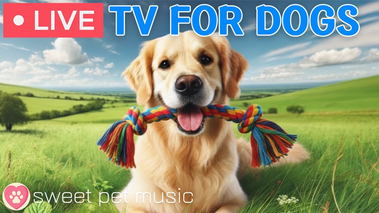 🔴24 Hours of Dog TV🎵🐶Calming Music for Dog Sleep🐾🩷Soothing Dog Music Eases Stress and Anxiety
