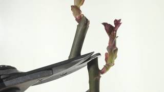 Pruned Rose stem with time lapse of bud growing #pruning#pruningrose#timelapsepruning#rosepruning