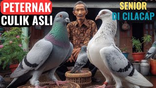 MERPATI CULIK PARUH SEKECIL BERAS! KUNJUNGI PETERNAK CULIK CILACAP