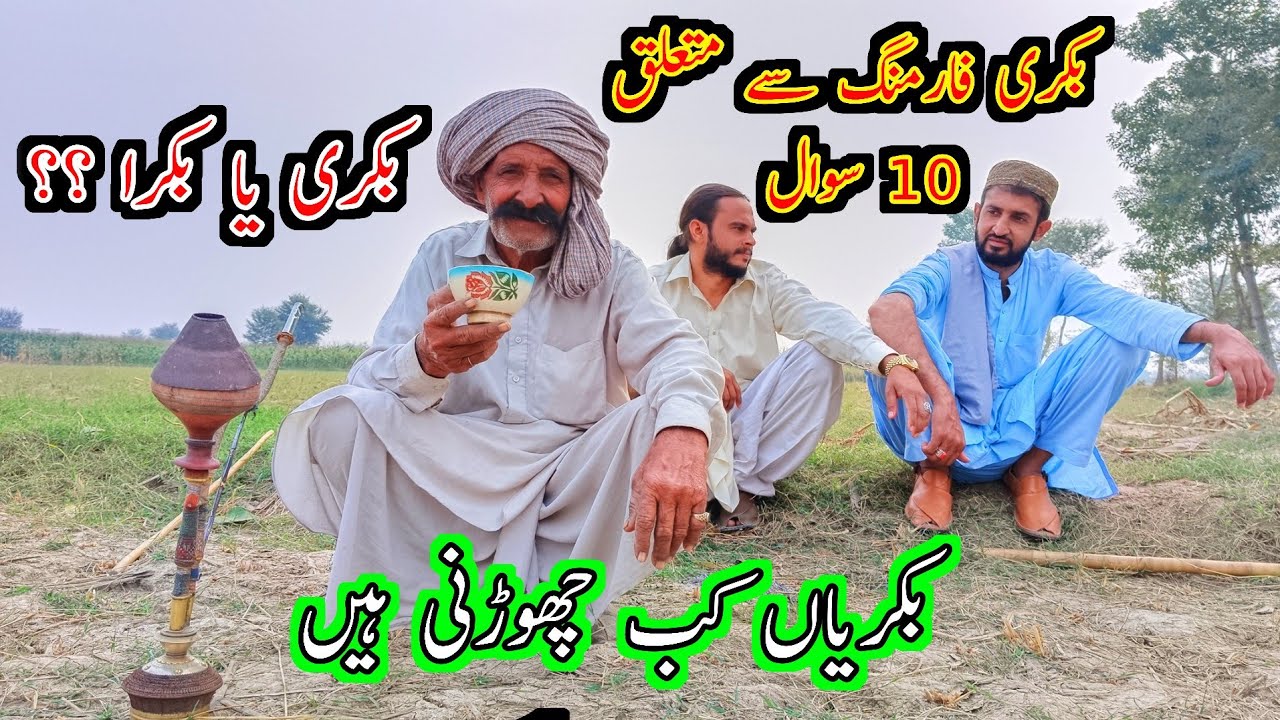 10 Questions About Goat Farming From Baba Rafeeq Gujjar -Beetal Goat ...